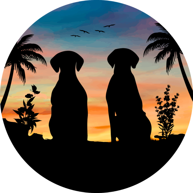 Two dogs looking at sunset by Lomo