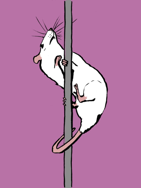 Pole Rat
