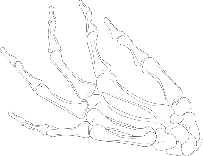 Skeleton Hands Women, Skull Hand,  Halloween