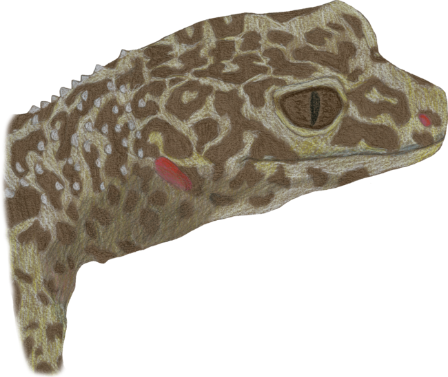Colored Pencil Leopard Gecko Portrait