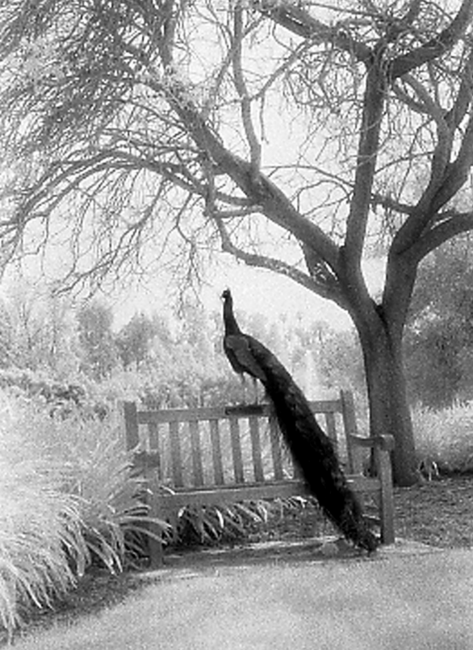Bench Peacock by BCGPhotography