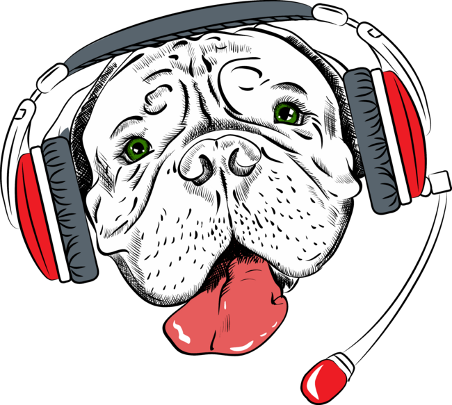 Bulldog in headphones