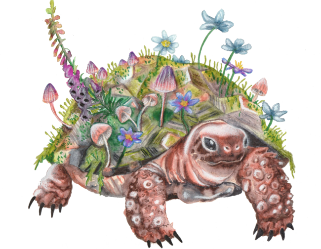 Floral Tortoise
