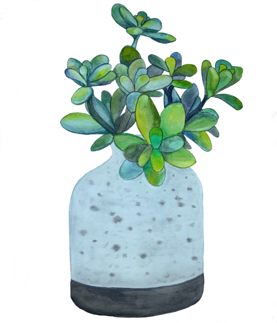 Sedum Succulents in a Vase