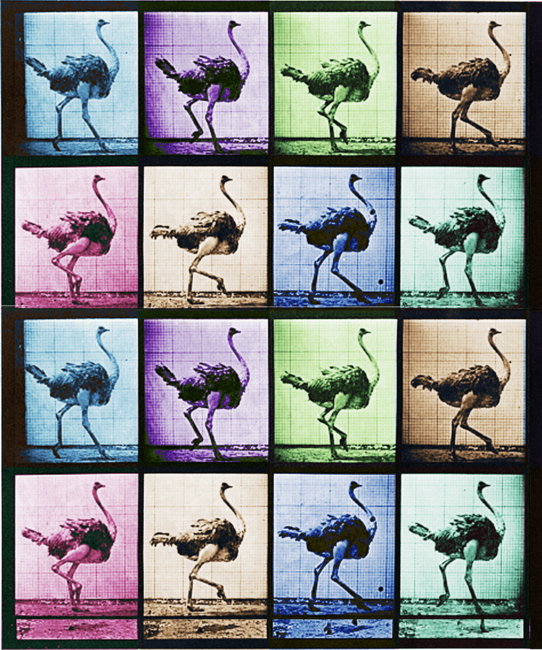 Time Lapse Motion Study Ostrich Color