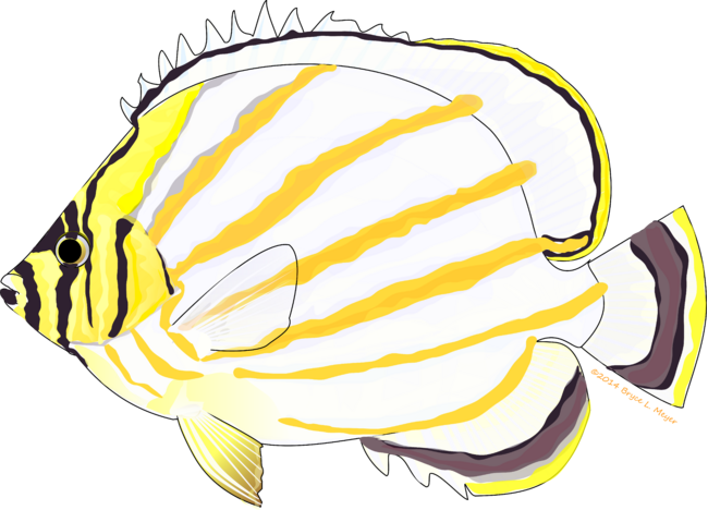 Ornate Butterflyfish