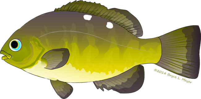 Opaleye fish