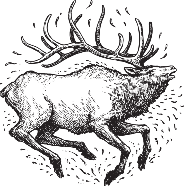 Forest Elk