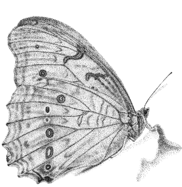 White Morpho Butterfly
