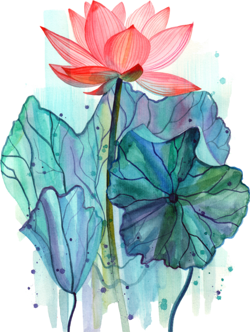 Delicate Lotus Flower