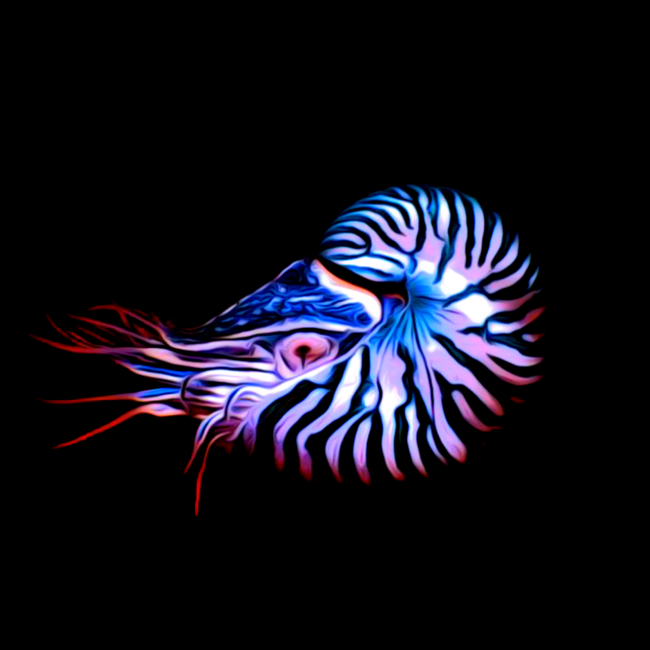 nautilus abstract colours