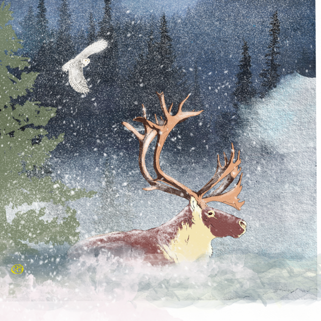 The reindeer and the snowy owl in winter