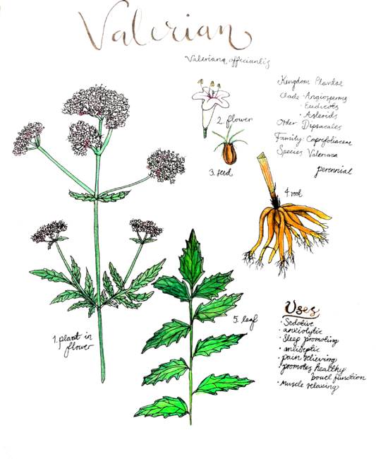 Valerian Botanical Illustration by Freja