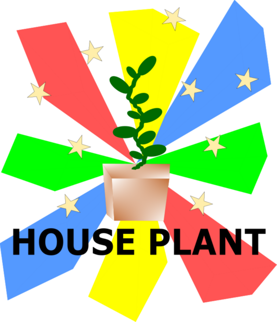 HOUSE PLANT