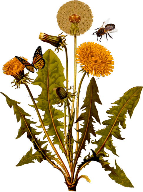 Dandelion botanical