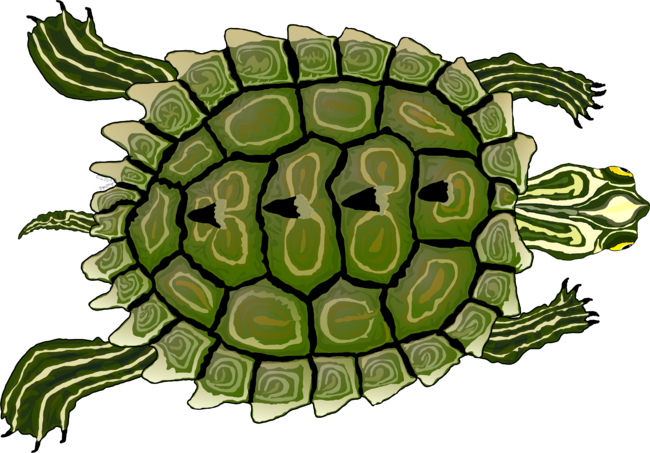 Map (Painted) Turtle