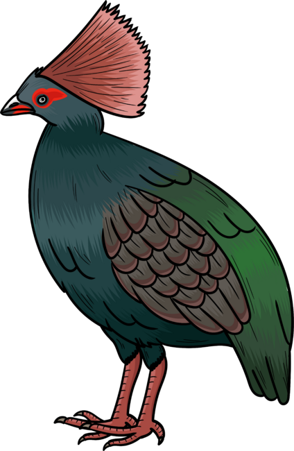 Crested partridge bird cartoon illustration