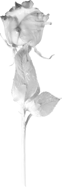 Real White Rose with Wax