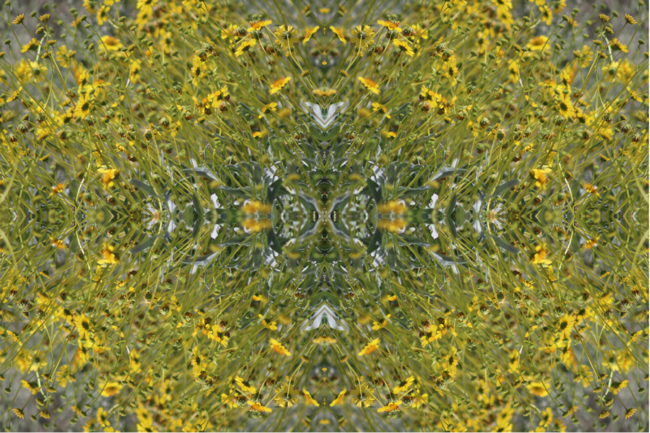 Brilliant Yellow Brittle Bush Burst Pattern