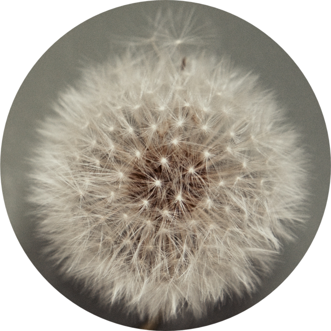 Dandelion seed ball
