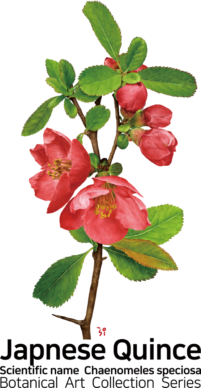 Botanical Art Japnese Quince by style39