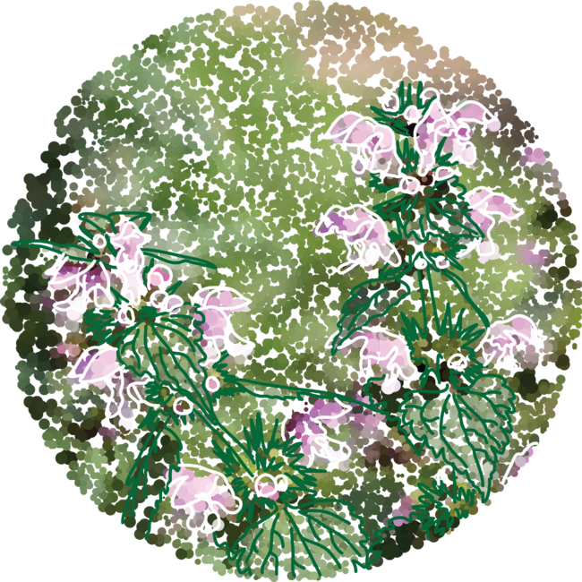 Pink nettle by ethnographics