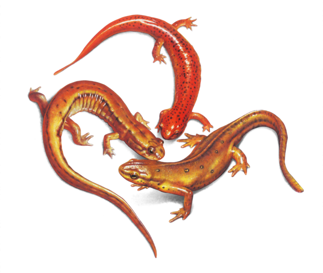 Salamander Trio