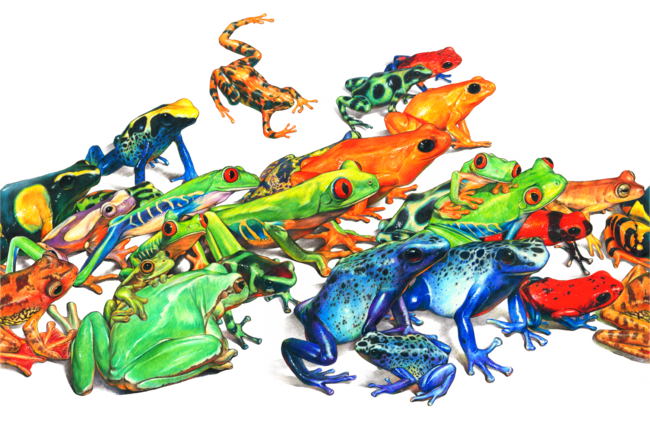 Tropical Frogs