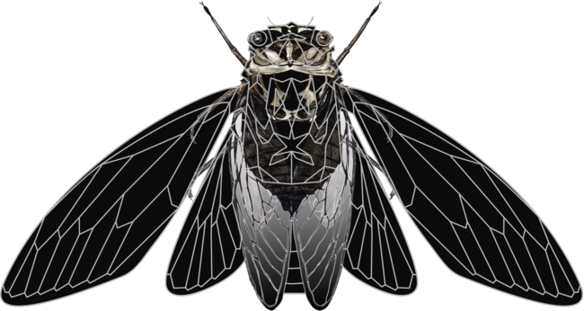 Monochrome Cicada