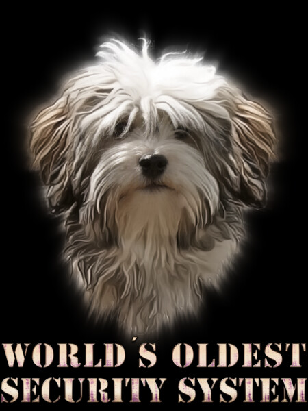 World´s oldest security ... Havanese Dog