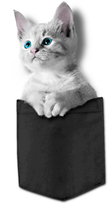 Pocket Kitten by Mitxeldotcom