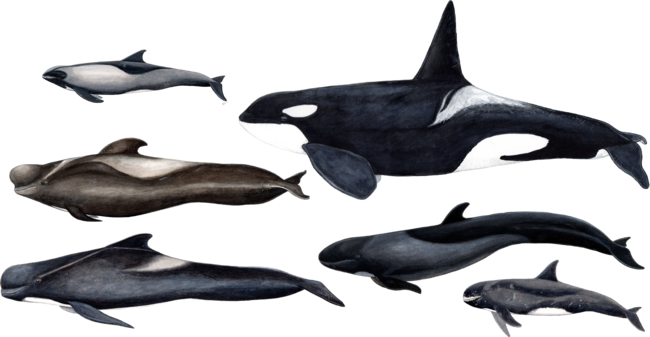Blackfish: orca, pilot whales &amp; false killer whale