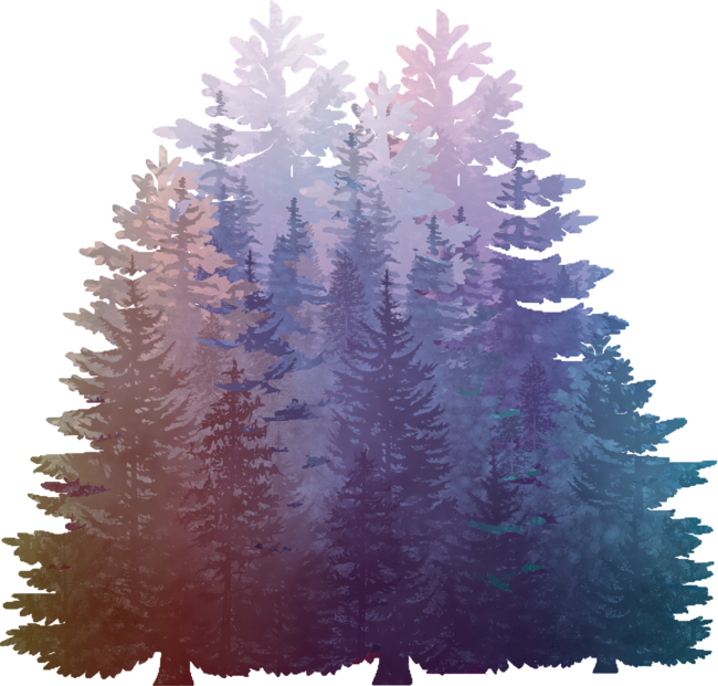 My Misty Secret Forest Pine Trees