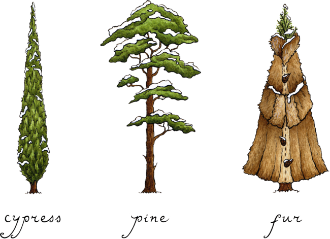 Know Your Coniferous Trees