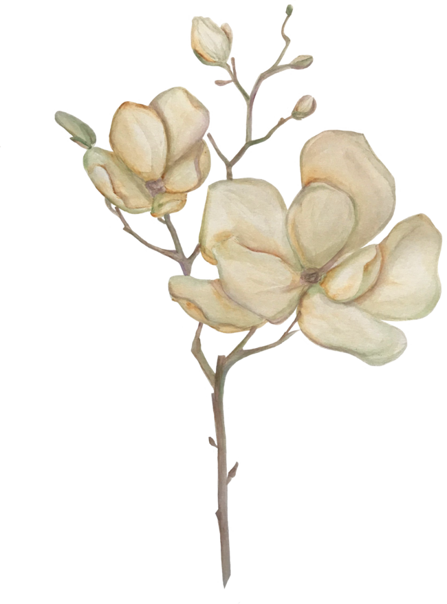 beige magnolia blossom by OSPIRIK