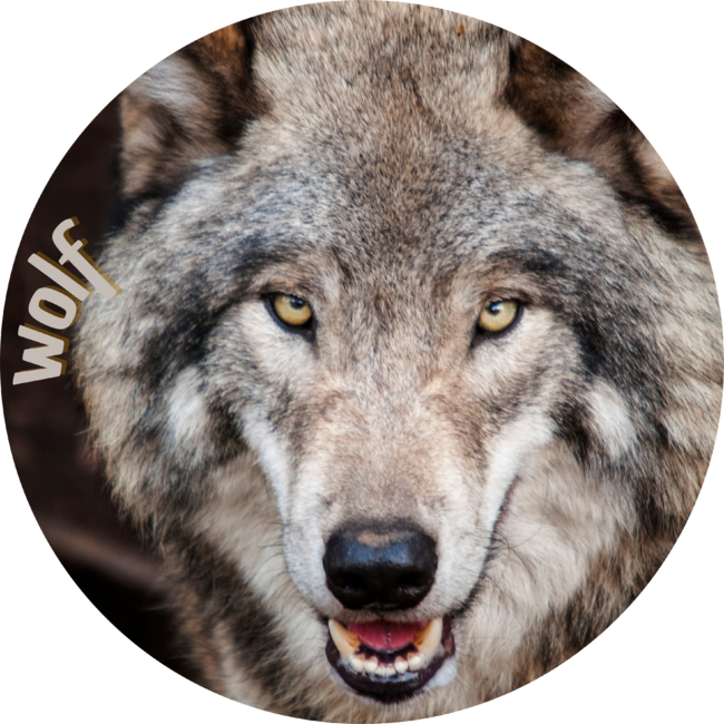 Wolf by tiendavane