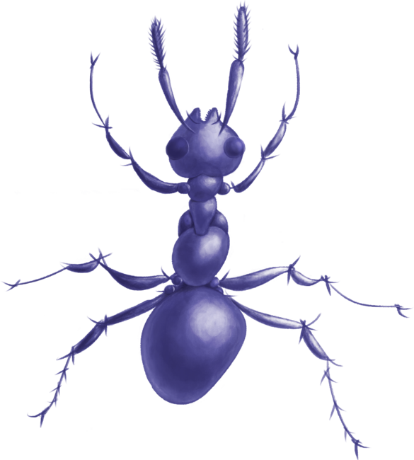 Beautiful Purple Ant