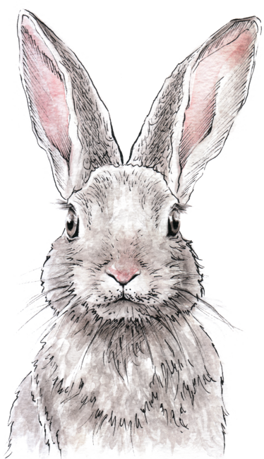 Rabbit Bunny portrait Cute Spring Animal art