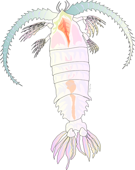 Deep Sea Plankton Copepod