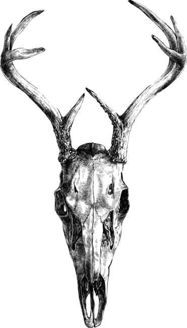 Deer v.01 by mCielniakART