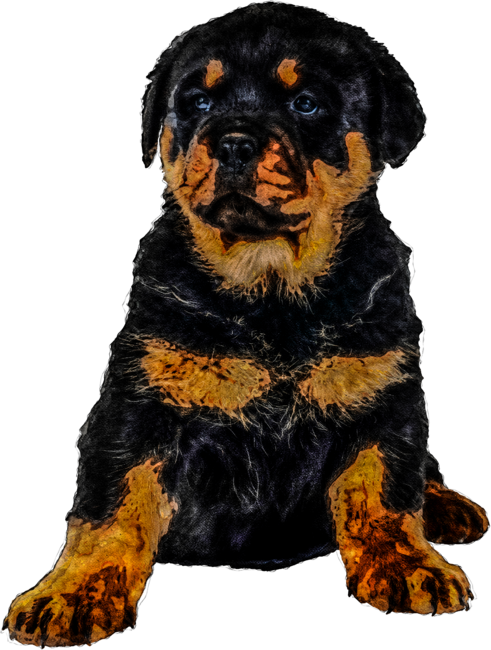 Cute Rottweiler Puppy Watercolor Painting Portrait by WatercolorCorner