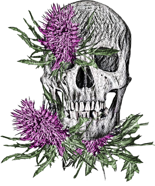 when the thistle blooms
