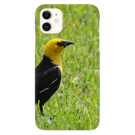 Yellow-Headed Blackbird bird on Grass Lawn Nature Scene Wildlife by DesignsbyPauline
