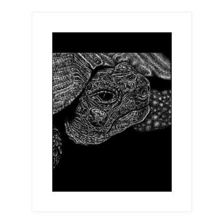 Tortoise by LorenDowding