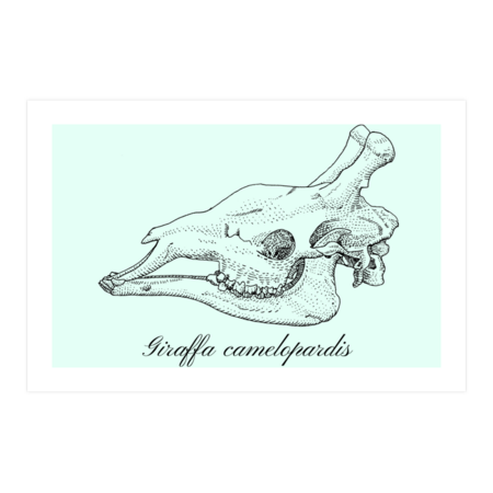 Giraffe skull in pen and ink by Drawinism