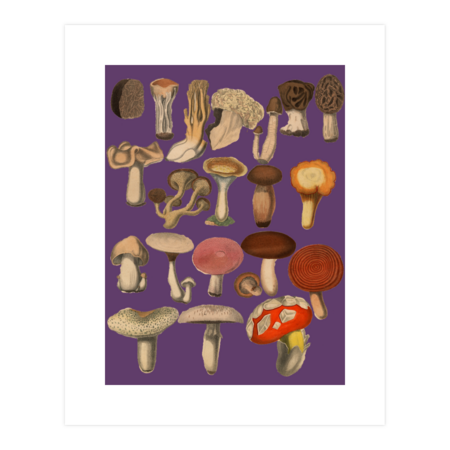 Mushroom Vintage Botanical Illustration by Tzusstore84