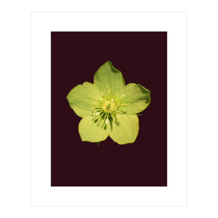 Spring Hellebore flower in green by AniPo