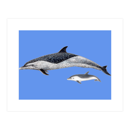 Pantropical dolphin (Stenella attenuata) by chloeyzoard