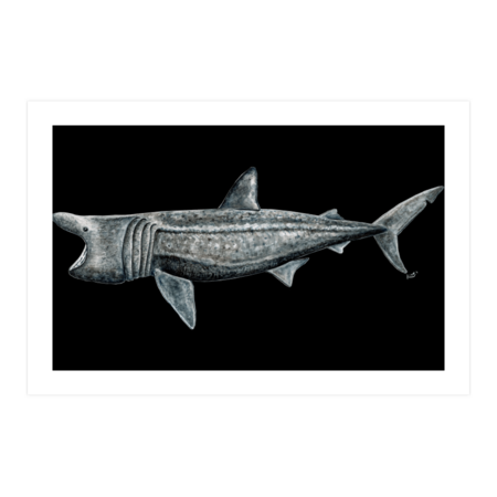 Basking shark by chloeyzoard