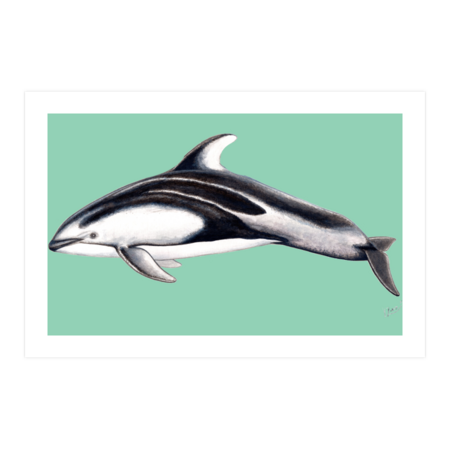 Pacific white-sided dolphin (Lagenorhynchus obliquidens) by chloeyzoard